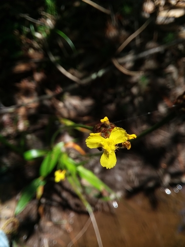 Laxleaf yelloweyed grass (Xyris laxifolia)