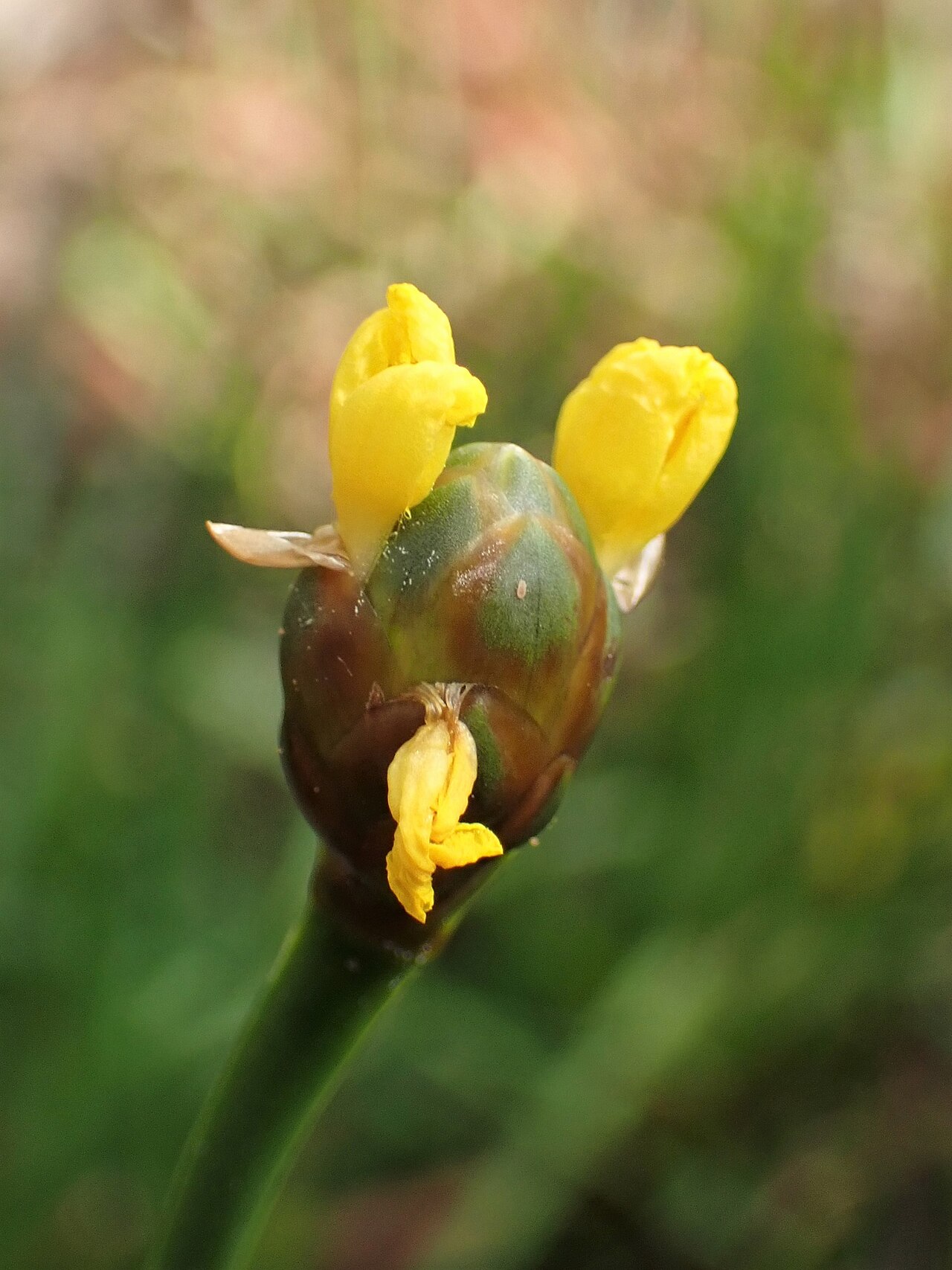 Laxleaf yelloweyed grass: Xyris laxifolia in the Botanischer Garten, Berlin-Dahlem