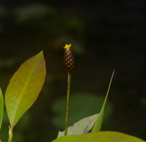 Laxleaf yelloweyed grass (Xyris laxifolia)
