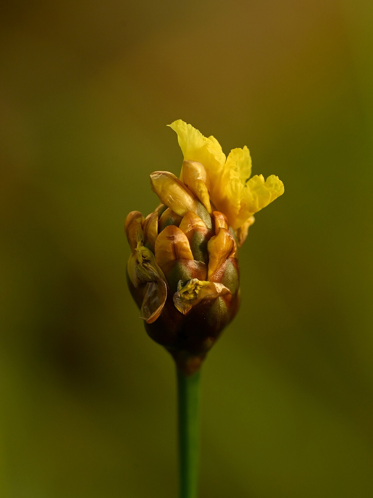 Laxleaf yelloweyed grass: Xyris laxifolia in the Botanischer Garten, Berlin-Dahlem