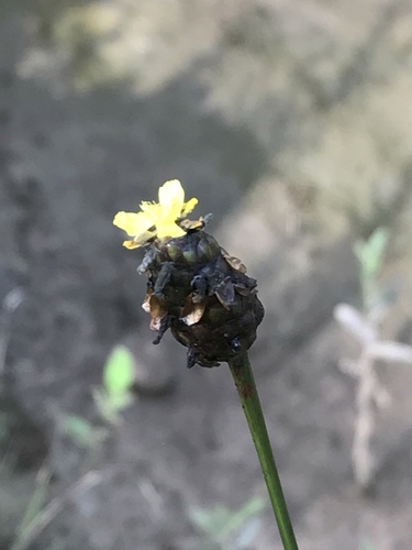 Laxleaf yelloweyed grass (Xyris laxifolia)