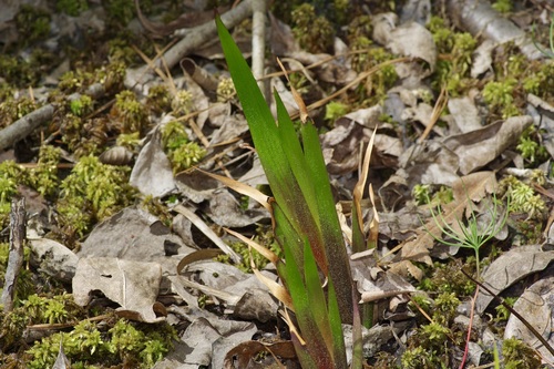 Laxleaf yelloweyed grass (Xyris laxifolia)