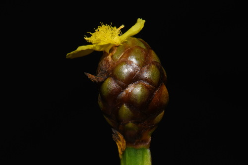 Laxleaf yelloweyed grass (Xyris laxifolia)