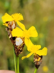Kral's yelloweyed grass (Xyris longisepala)