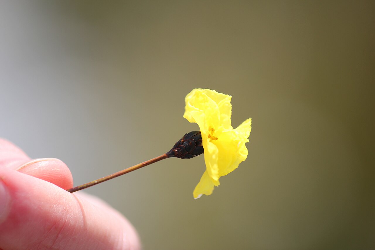 Xyris marginata: This is a photo of Xyris marginata