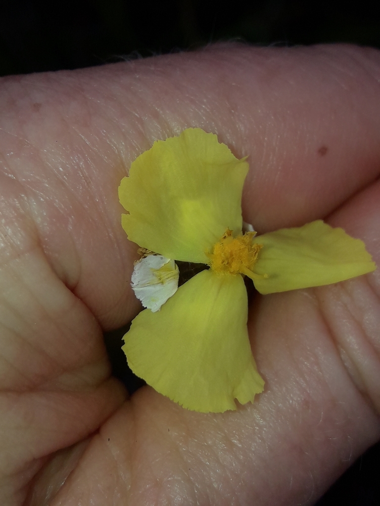 Xyris neocaledonica (Xyris neocaledonica)