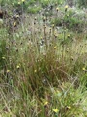 Xyris nigrescens (Xyris nigrescens)