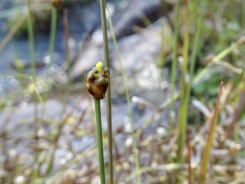 Fewflowered yelloweyed grass (Xyris pauciflora)