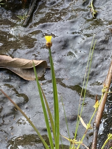Fewflowered yelloweyed grass (Xyris pauciflora)