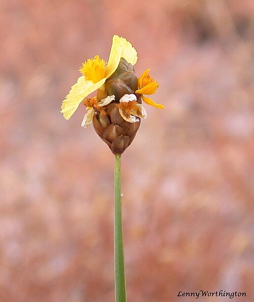 Fewflowered yelloweyed grass: Semi-dry stream bed. Pa Hin Ngam N.P.