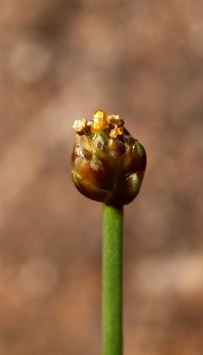 Fewflowered yelloweyed grass (Xyris pauciflora)