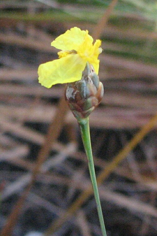 Small's yelloweyed grass: Xyris smalliana , in the New Jersey Pine Barrens .