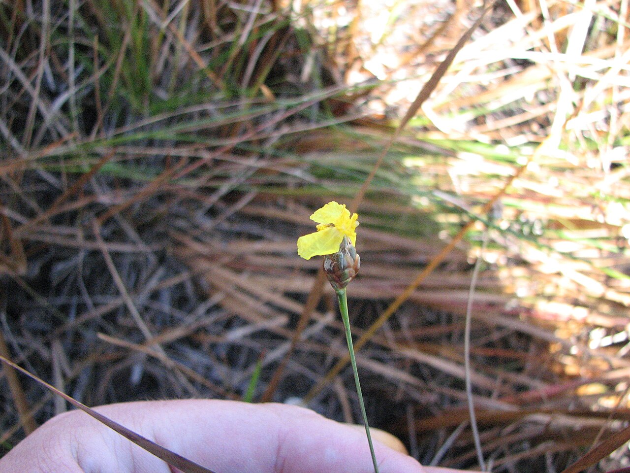 Small's yelloweyed grass: Xyris smalliana , in the New Jersey Pine Barrens .