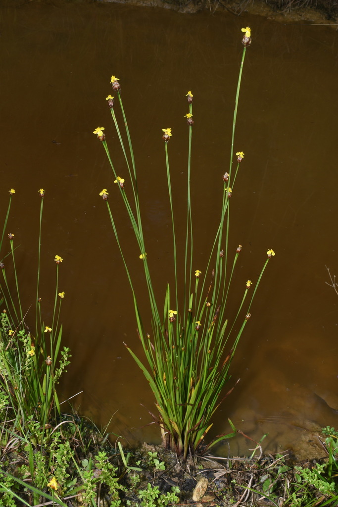 Tennessee yelloweyed grass (Xyris tennesseensis)
