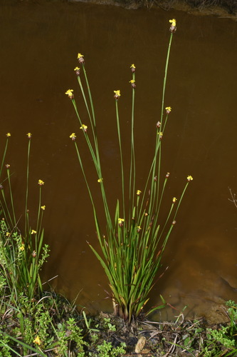 Tennessee yelloweyed grass (Xyris tennesseensis)