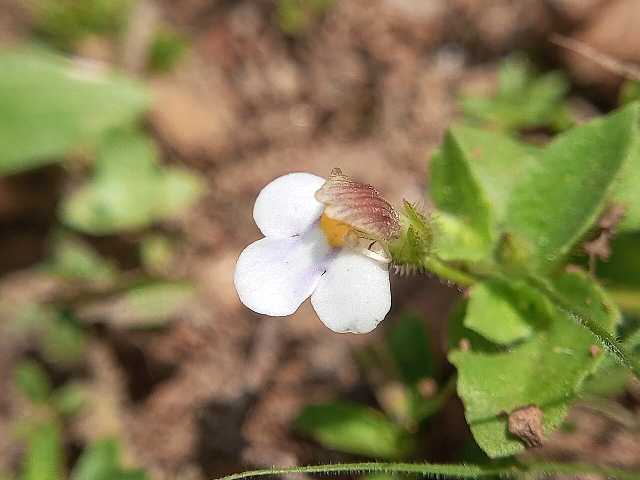 Tiny slitwort: Yamazakia pusilla