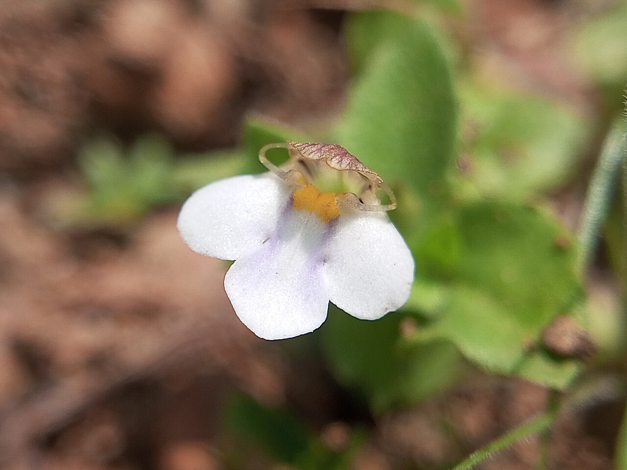 Tiny slitwort: Yamazakia pusilla