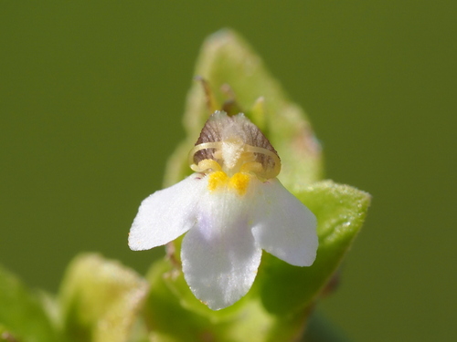 Tiny slitwort (Yamazakia pusilla)