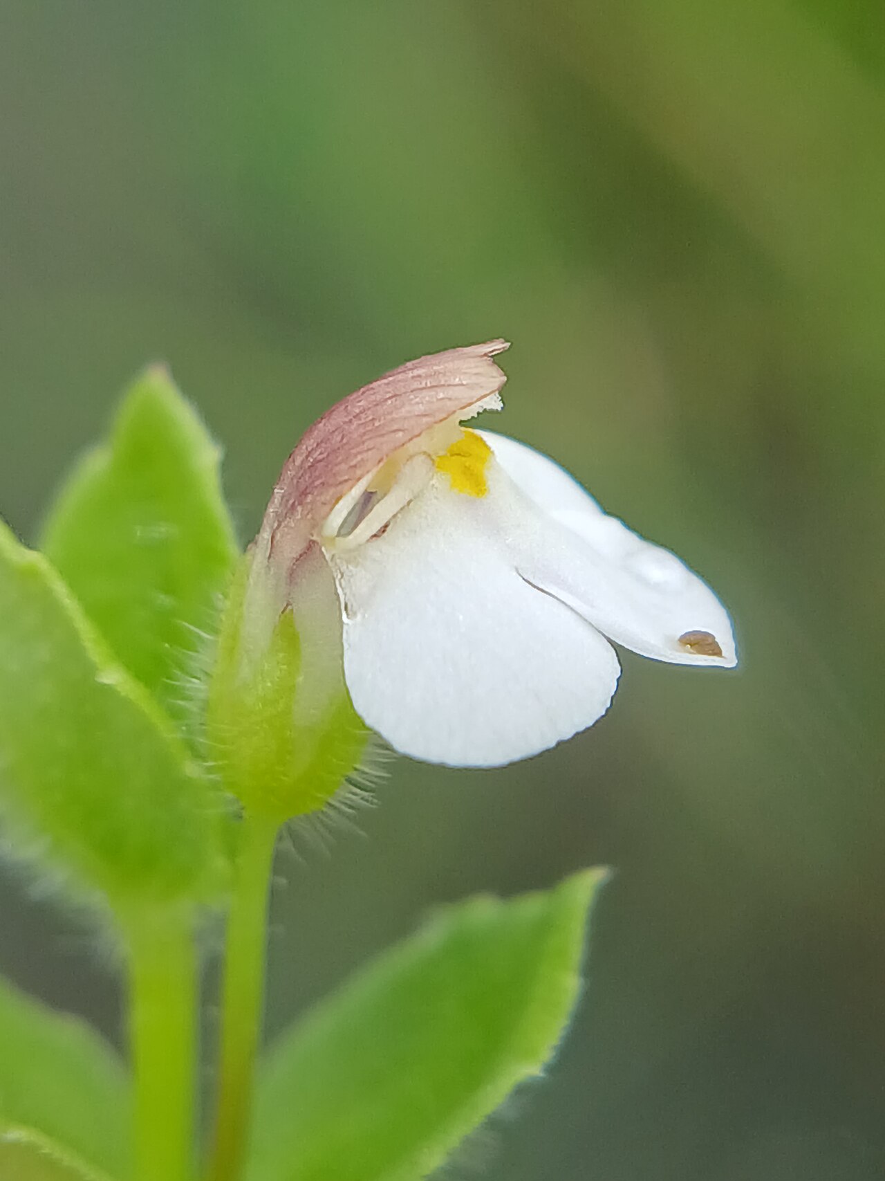 Tiny slitwort: Yamazakia pusilla