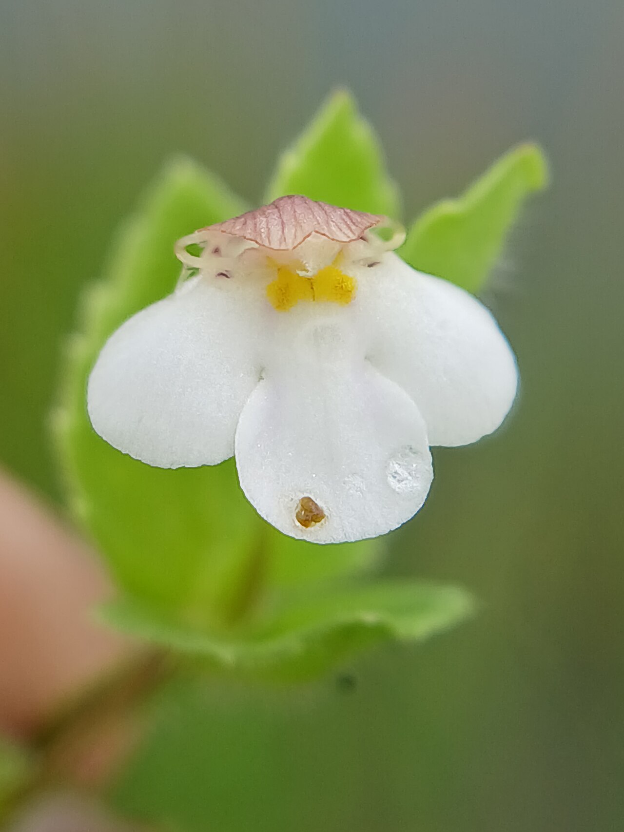 Tiny slitwort: Yamazakia pusilla