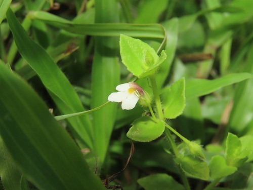 Tiny slitwort (Yamazakia pusilla)
