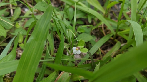 Tiny slitwort (Yamazakia pusilla)