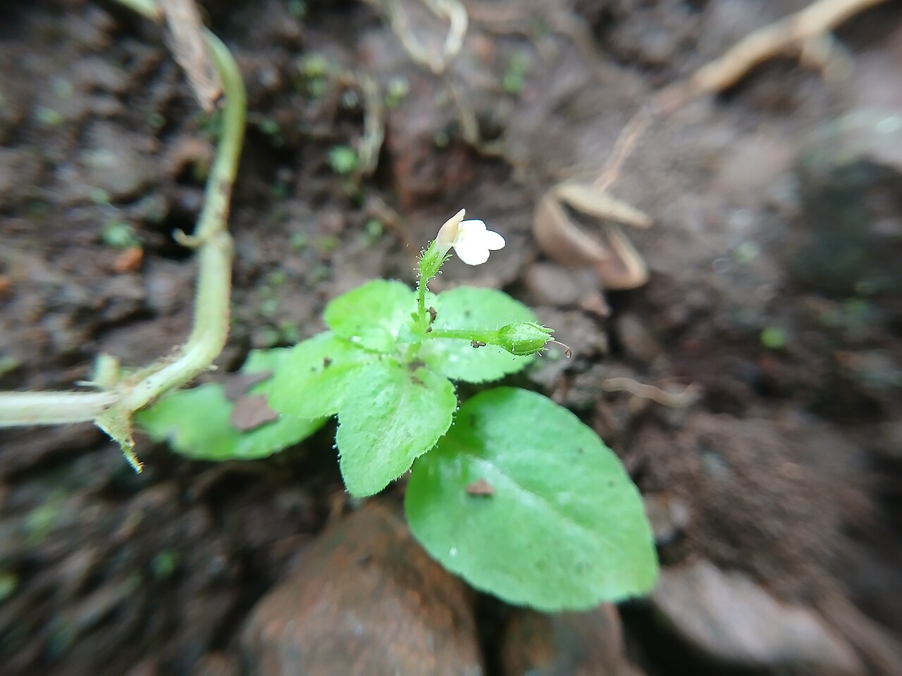 Tiny slitwort: Yamazakia pusilla