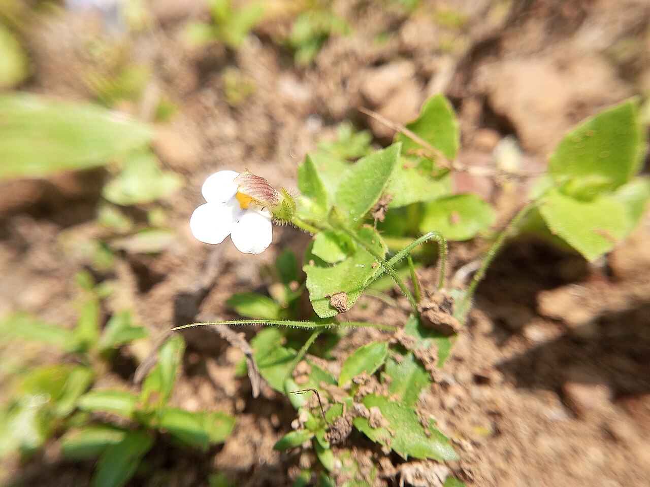 Tiny slitwort: Yamazakia pusilla