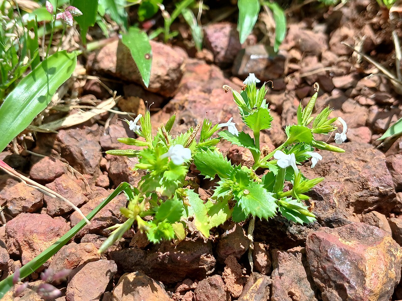 Tiny slitwort: Yamazakia pusilla
