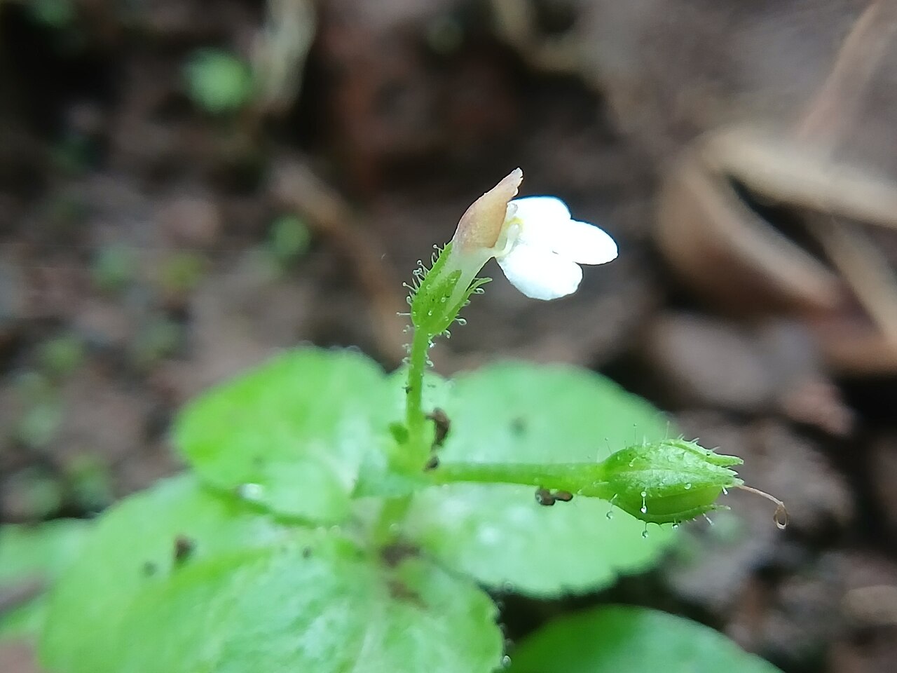 Tiny slitwort: Yamazakia pusilla