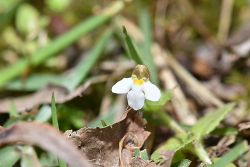 Tiny slitwort (Yamazakia pusilla)