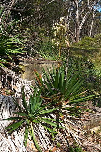 Aloe yucca (Yucca aloifolia)