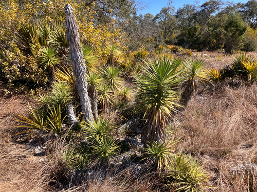 Aloe yucca (Yucca aloifolia)