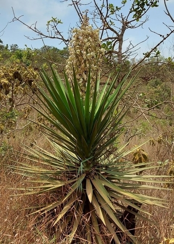 Aloe yucca (Yucca aloifolia)