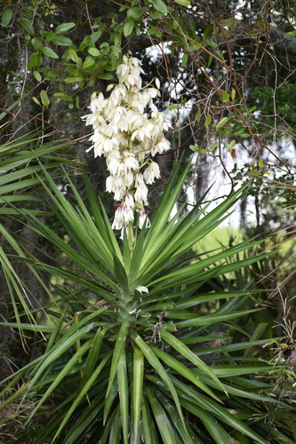 Aloe yucca (Yucca aloifolia)