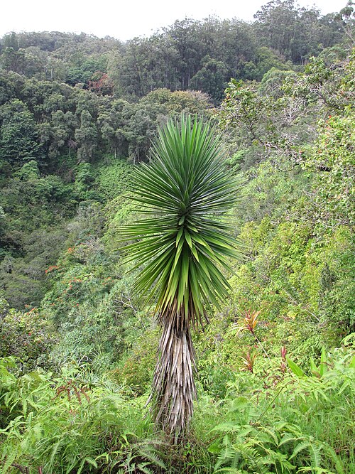 Aloe yucca: Yucca aloifolia (Spanish bayonet, dagger plant) Habit at Garden of Eden Keanae, Maui, Hawaii. March 30, 2011 #110330-3715 Image Use Policy Also placed in Agavac