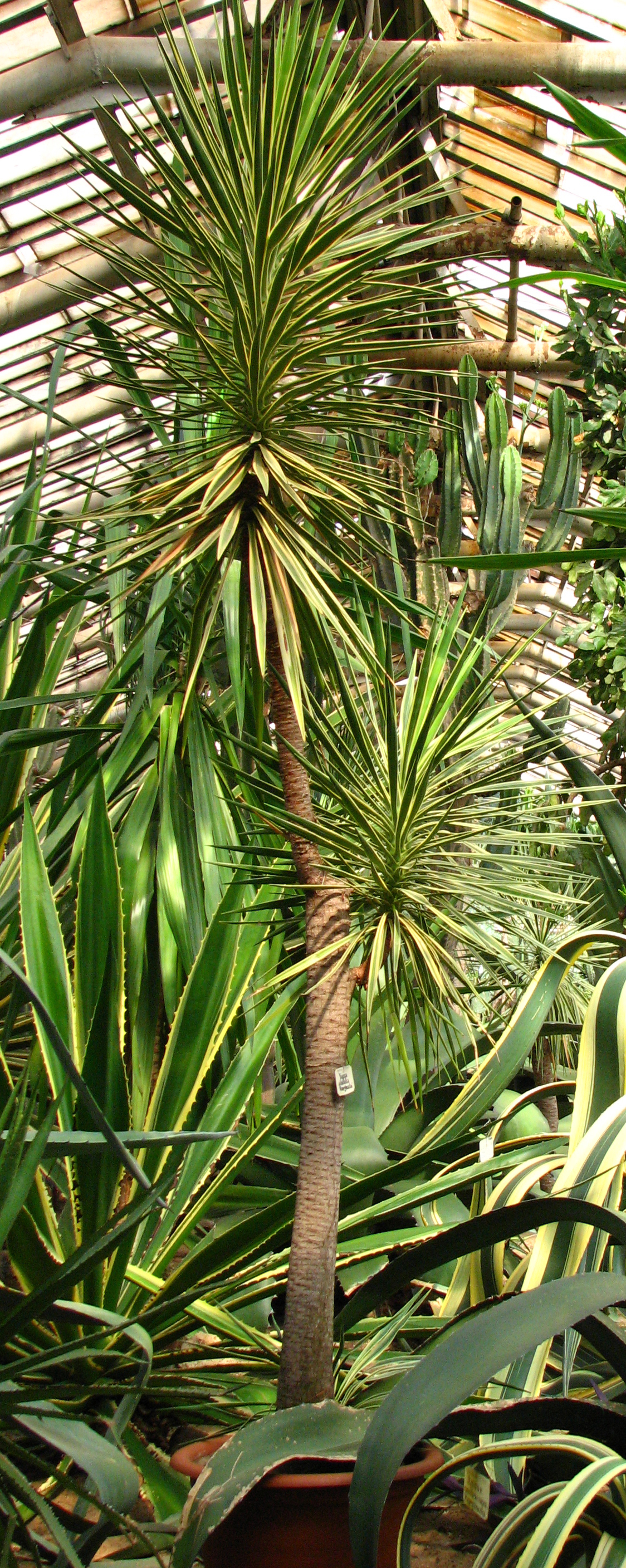 Aloe yucca: Greenhouses of the Botanical garden ( Saint Petersburg ). Yucca aloifolia 'marginata'