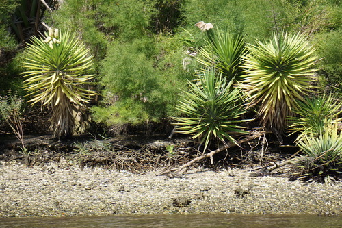 Aloe yucca (Yucca aloifolia)
