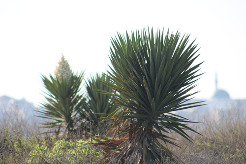 Aloe yucca (Yucca aloifolia)