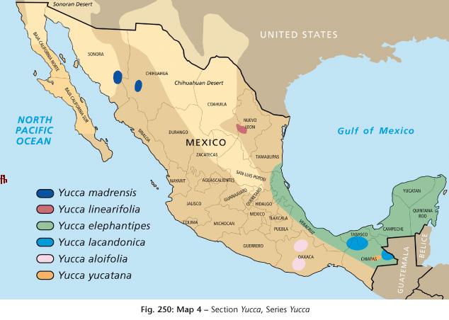 Aloe yucca: Flora distribution map of Yucca species in Mexico .