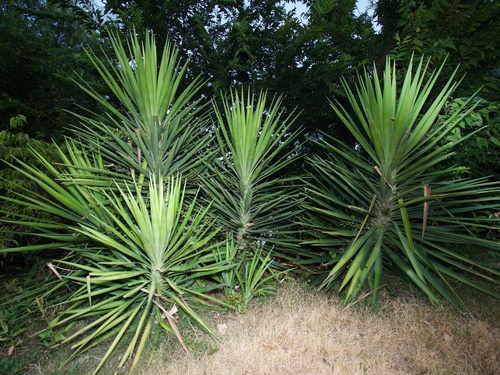 Aloe yucca (Yucca aloifolia)