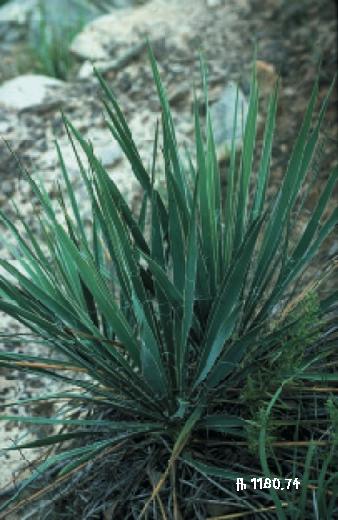 Arkansas yucca: Yucca arkansana