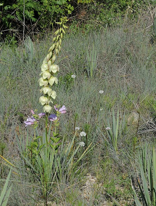 Arkansas yucca: Arkansas yucca, LBJ National Grasslands, Decatur, Wise County, May 2023