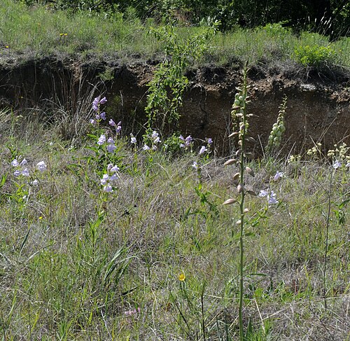 Arkansas yucca: Arkansas yucca and Foxglove, LBJ National Grasslands, Decatur, Wise County, May 2023