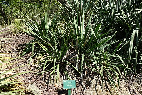 Arkansas yucca: Specimen in Christchurch Botanic Gardens - Christchurch, New Zealand.