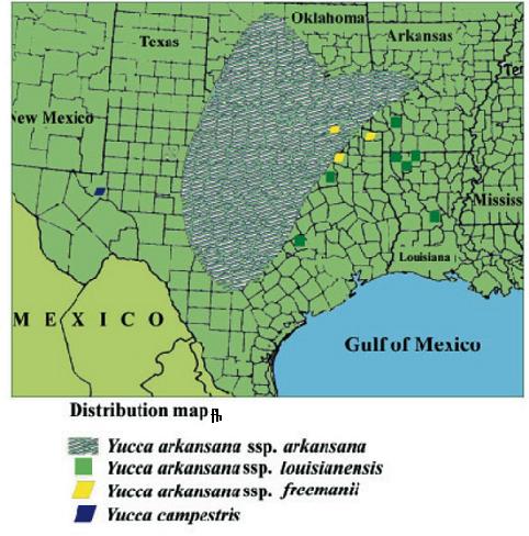 Arkansas yucca: Verbreitungsgebiet Yucca arkansana