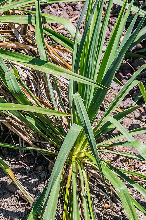 Arkansas yucca: Yucca arkansana in Christchurch Botanic Gardens in Christchurch, Canterbury Region, New Zealand