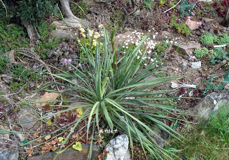Arkansas yucca: Yucca arkansana