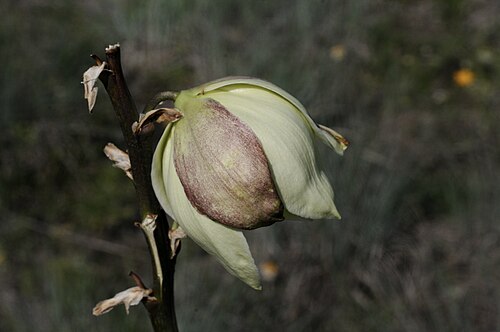 Arkansas yucca: Arkansas yucca, LBJ National Grasslands, Decatur, Wise County, May 2023