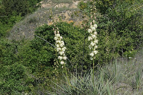 Arkansas yucca: Arkansas yucca, LBJ National Grasslands, Decatur, Wise County, May 2023